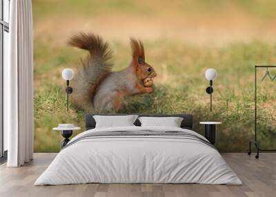 brown squirrel on green grass Wall mural