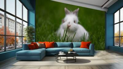 little funny white rabbit on lawn grass Wall mural