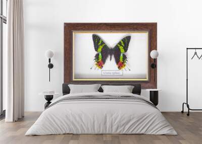 tropical exotic butterfly in a frame Wall mural