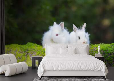 two white bunny on green grass Wall mural