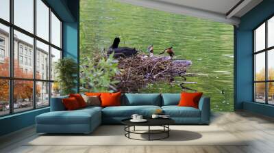 Moorhen nesting on twigs with two grebes Wall mural