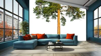 Tall pine tree. Wall mural