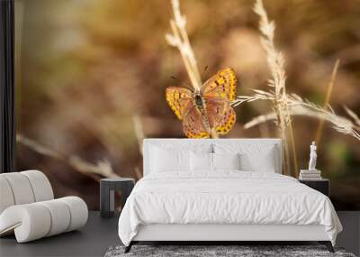 A beautiful butterfly photographed in its habitat. Nature background. Lycaena tityrus. Sooty Copper. Wall mural