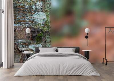 A tree trunk and nature background. A natural plain background. Wall mural