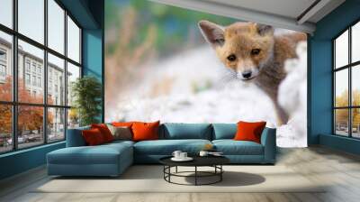 Cute baby Fox. Nature Background. Fox nest. Wall mural