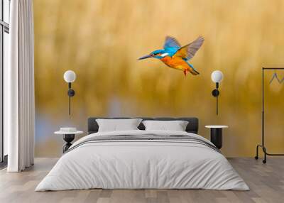 Flying bird kingfisher. Yellow nature background. Bird: Common Kingfisher. Alcedo atthis. Wall mural