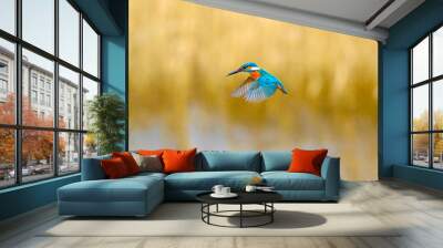 Flying bird kingfisher. Yellow nature background. Bird: Common Kingfisher. Alcedo atthis. Wall mural