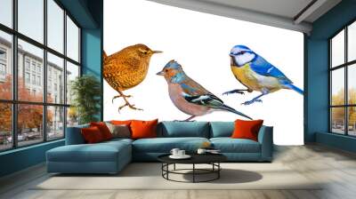 Isolated bird set. White background. Birds: Robin, Wren, Chaffinch, Blue tit, Black Redstart. Wall mural