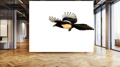 Isolated flying bird. White background. Bird: Eurasian Magpie. Pica pica. Wall mural