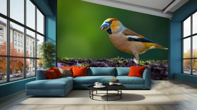 It is a cute bird that can break very hard-shelled foods with its very large beak. Hawfinch. Coccothraustes coccothraustes. Nature background.  Wall mural