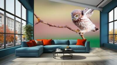 Little owl. Colorful nature background. Athene noctua.   Wall mural