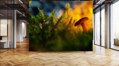 Mushroom. Beautiful cute mushrooms of the forests. Nature background.  Wall mural