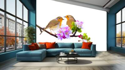 Spring and birds. Isolated birds and branch. European Robin. (Erithacus rubecula) Wall mural