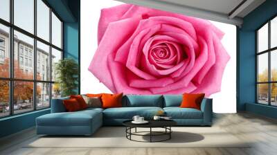  pink rose head isolated  on white  background  Wall mural