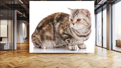 brown striped cat lying on white background and looking up Wall mural