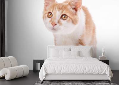 Cat, pet, and cute concept - kitten on a white background. Wall mural