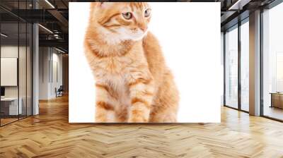 Closeup orange cat looking away. isolated on white Wall mural