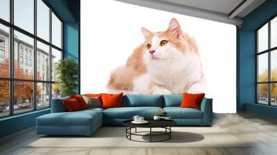 Satisfied domestic cat with light fur and yellow eyes lies on a white background. Wall mural