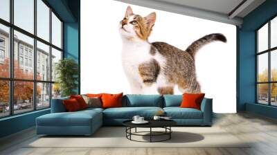 Small cat with white and brown fur looks up intently on a white background. Wall mural