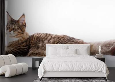 The great maine coon is lying on a white background. time for rest Calm cat Wall mural