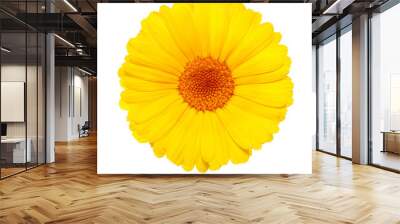 yellow flower isolated on white background Wall mural