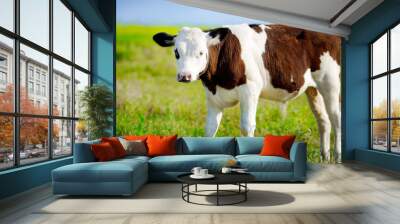 A young beautiful bull grazing on a green meadow on a bright Sunny day. Breeding cattle on the farm. Rural scene with an animal Wall mural