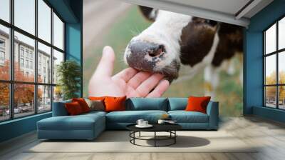 A young curious calf licks his hand. The farming of cattle. Wall mural