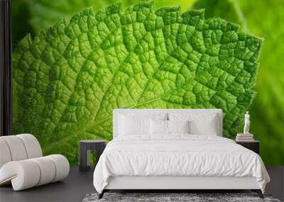 Close-up of fresh green mint leaf macro shot Wall mural