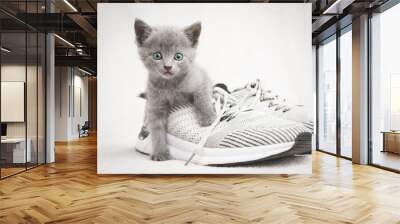 Cute gray kitten lying on gray shoe look at the camera Wall mural