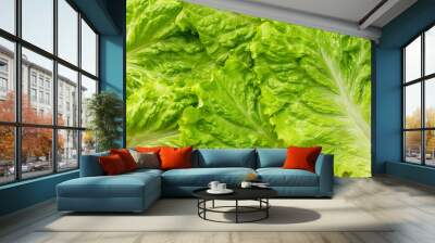 Green lettuce leaves texture background Wall mural