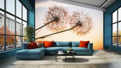 Two beautiful dandelions, yellow salsify, and the light of the setting sun Wall mural