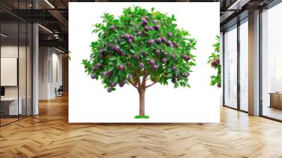 A set of plum trees isolated on a white or transparent background. A close-up of a plum trees with purple plums. A graphic design element on the theme of nature and tree care. Wall mural