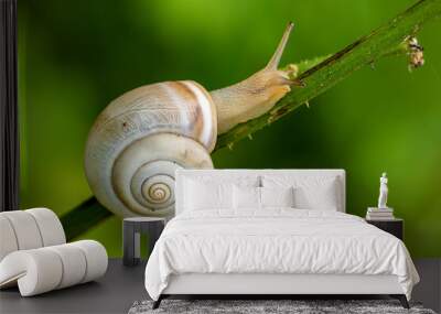 snail on a leaf Wall mural