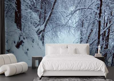 In the winter forest, the trees are covered with snow. The branches of the trees bend under the weight of the snow to the bottom. It is good to roll down the hill in winter. Wall mural