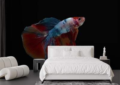 Multicolor fancy thai betta spreading fin and long tail dress swimming. Siamese fighting fish isolated black background. Close up and focus selection Colorful freshwater fishes with CLIPPING PATH Wall mural