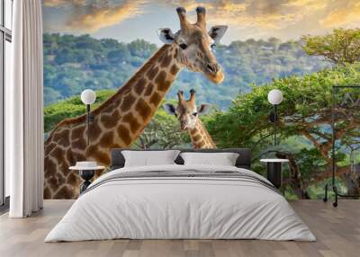 野生のキリンのイメージ素材。キリンの群れ。Image material of wild giraffe. A herd of giraffes. Wall mural