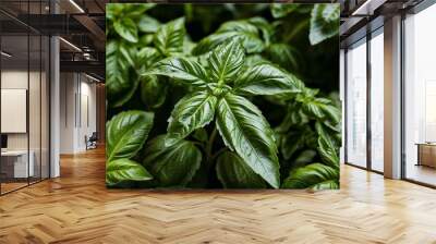 Fresh basil leaves with delicate veins closeup Wall mural