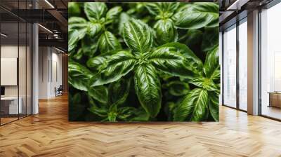 Fresh basil leaves with vibrant green color closeup Wall mural