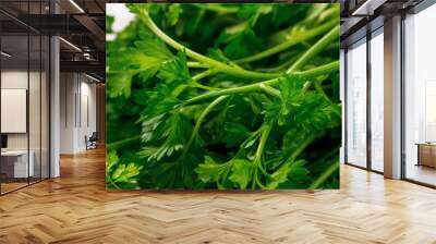 Fresh parsley with delicate green stems closeup Wall mural