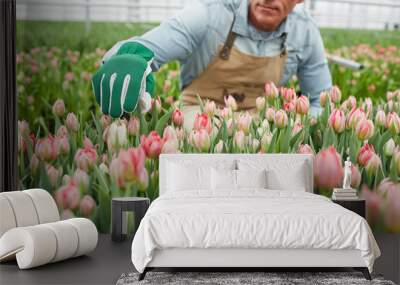 Cropped portrait of mature worker caring for flowers at tulip plantation in greenhouse, copy space Wall mural