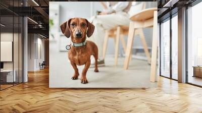 Cute dachshund of brown color standing on the floor of vet clinics on background of hospital interior and pet owner Wall mural