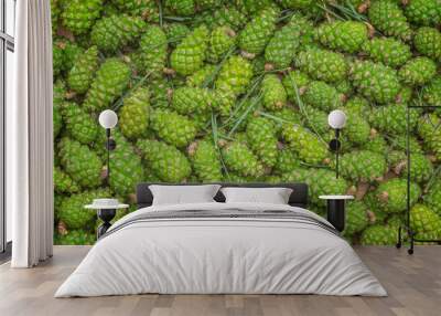 Green fresh pine cones as a decorative background Wall mural