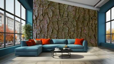 Tree bark texture of Picea abies or European spruce with beautiful rough pattern Wall mural