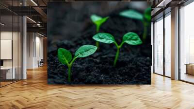 sprout growing from the ground Wall mural