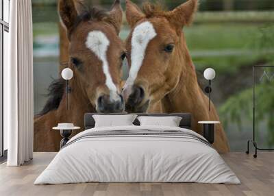 A pair of baby horses Wall mural