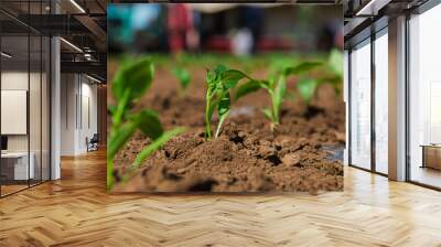 A row of green vegetable pepper bushes. Wall mural