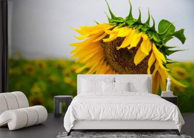 Beautiful sunflowers in the field Wall mural