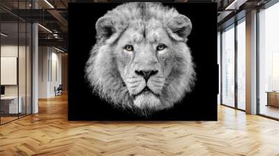 Lion head black and white portrait with coloured eyes isolated on black background Wall mural