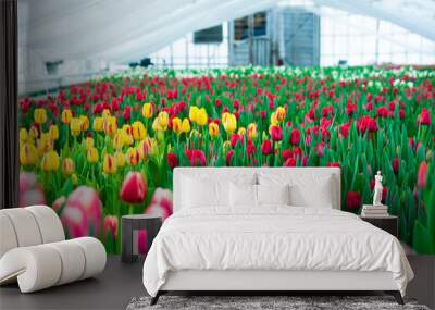 Spring scene of tulip field Wall mural