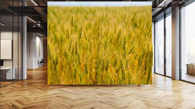 Wheat Field. Ears of wheat close up Wall mural